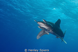 Curious White-Tip by Henley Spiers 